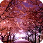 sakura live wallpaper android application logo